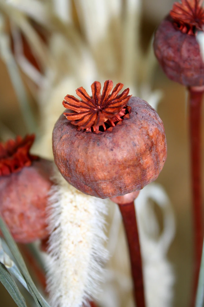 Poppy seeds